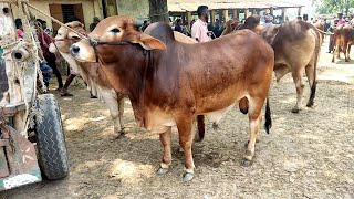 @৩০সে রমজানে| চুয়াডাঙ্গা জেলার ডুগডুগি  গরুর হাটে মাঝারি সাইজের কুরবানীর গরুর দাম জানুন#cow_price