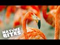 The Fascinating Social Life Of Flamingos Unveiling Their Curious Habits And Rituals Nature Bites