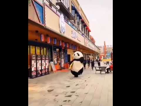 Panda Reels Video Status | Panda Video Popular Status | Pandas Video #shorts #pandastatus #Reelsnew