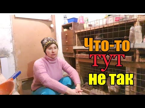 Кто скрывался подо льдом》Прибираюсь от нечего делать》Козы и собаки