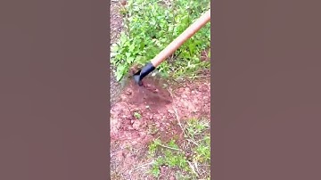 Using a Sharp Garden Hoe to Remove Weeds from Soil