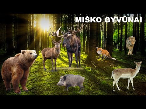 Video: Kokie gyvūnai gyvena miško biome?