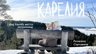 cozy vlog: путешествие в Карелию с Бильбо 🐾 dog friendly заведения/ретропоезд/Рускеала/Сортавала✨