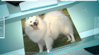 How To Train American Spitz by Carmen Montes 177 views 9 years ago 48 seconds