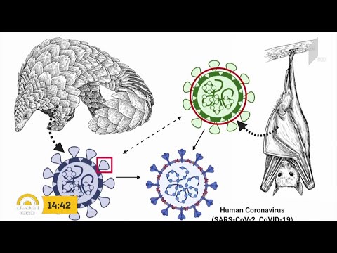 #ახალიდღე ღამურებში SARS-CoV-2-ის უახლოესი ნათესავი კორონავირუსი აღმოაჩინეს
