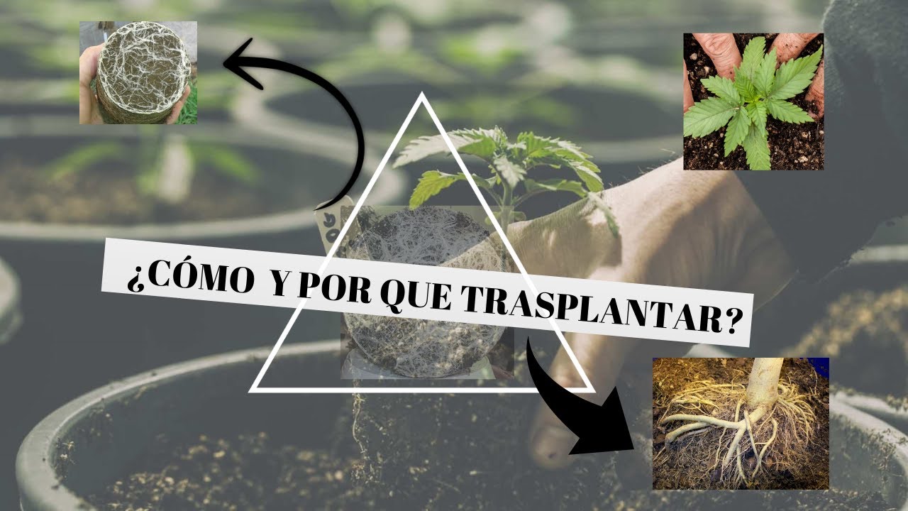 ¿Como Trasplantar Correctamente?