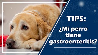 Gastroenteritis en mascotas