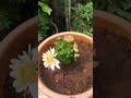 Rose Bestie Organic Fertilizer Happy customer review 💯🌟#rosegarden #rosecaring #organicfertilizer 🌹🌹