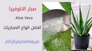 صبار الالوفيرا/فوائد الالوفيرا/Aloe Vera/طريقة العناية والاكثار