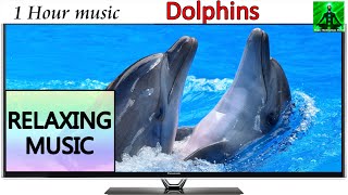 1 Hour of Relaxing Music | Dolphins Sounds and Waves Background for Meditation, Sleep, study screenshot 5