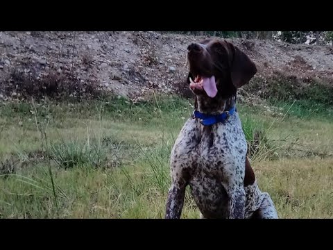 rare-german-shorthaired-pointer-puppies-for-sale-in-india.-rare-pointer-pups-ready-in-india