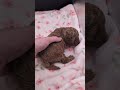 Marcie 🧡 Reserved 🎉 newsomesroyalk9sandkittens.com #puppy #toypoodle #female #cute #redpoodle