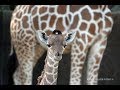 Baby giraffe talking rare giraffe vocalizations