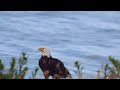 Eagle Encounter 4K 7 4 2025