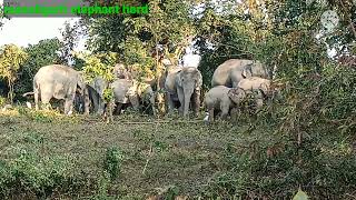 wild elephants morning in bogidhola tea girden 