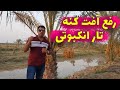 درمان آفت کنه تار انکبوتی نخلستان 