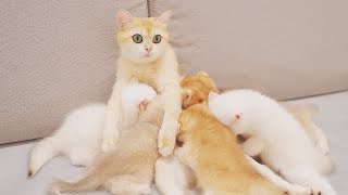 Skinny Mom Cat Looks Like a Stray Cat Because Her 6 Kittens Keep Suckling All The Time