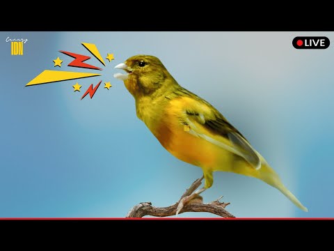 Mastering Belgian Canary