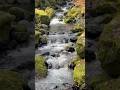 A nice find today—nothing beats the sound of running water #waterfall #streams #woodlandwalk