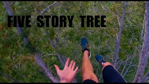 Climbing a five story tree (GoPro Hero Session)