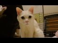 猫にのぞきこまれてみた