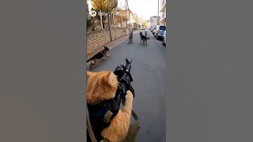 When the Catnip Wears off...😅