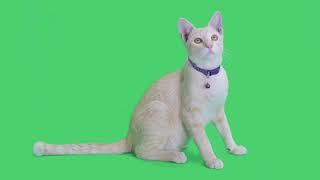 Green Screen Chroma Key Tabby Kitten Sitting And Looking Around On Background 4K Hd