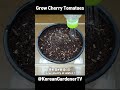 마트 방울토마토로 모종 대량생산🍅ㅣgrow cherry tomatoes  #grow