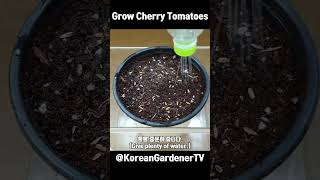 마트 방울토마토로 모종 대량생산🍅ㅣgrow cherry tomatoes  #grow