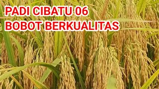 Keunggulan Padi Cibatu 06 yang Tahan Hama dan Penyakit