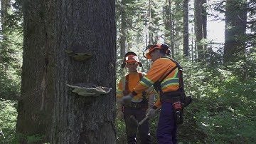 Manual Tree Falling - Danger Trees