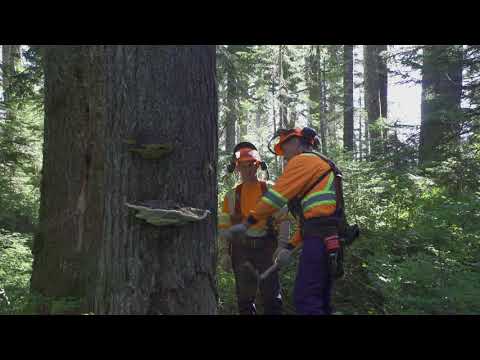 Manual Tree Falling - Danger Trees