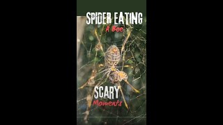 Scary Moments: Spider Eating a Bee!