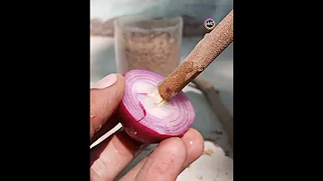 How To Grow Lychee From Cuttings Lichi Plant Grafting 
