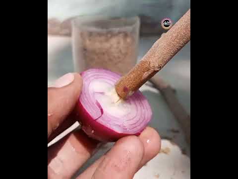 Video: Förökning av litchisticklingar - tips om att odla litchi från sticklingar