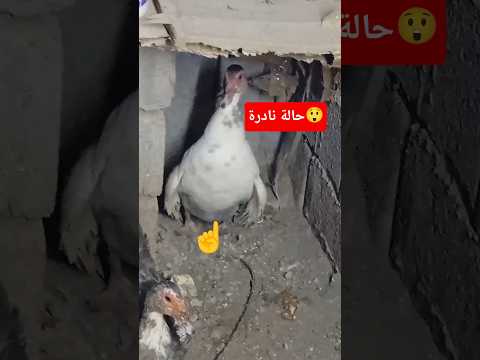 لحظة نادرة أنثى البط المصري المسكوفي تضع البيض بالليل