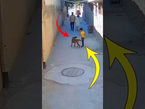 هناك وفاء في قلب كلب يعجز البشر عن تعل مه لايك   