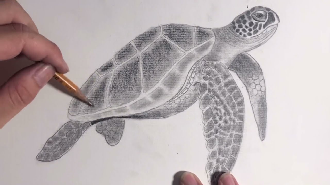 Cách vẽ rùa biển cực dễ - How to draw a Green sea turtle? - YouTube