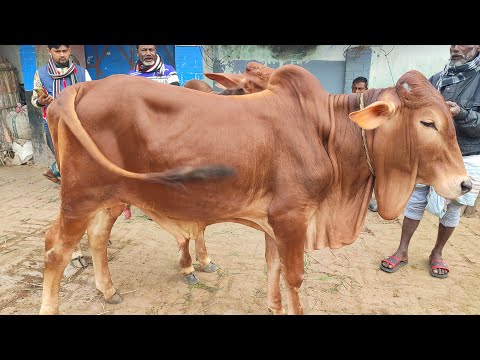 আজ ৭ জানুয়ারি | ঐতিহ্যবাহী কাহারোল হাটে খামার উপযোগী শাহিওয়াল ষাঁড় গরুর দাম জানুন