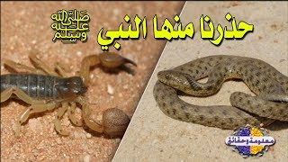 لماذا أمر الرسول ﷺ قتل الفواسق الخمسة؟