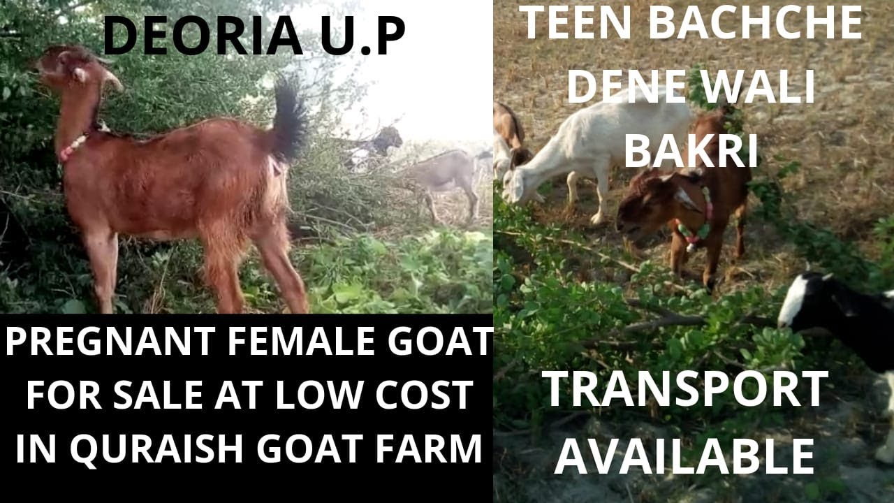 #naturephotoday Pregnant Goat for Sale at Low Cost|बकरी सेल काम डैम मैं | |Animals Vlog INDIA Kolkata