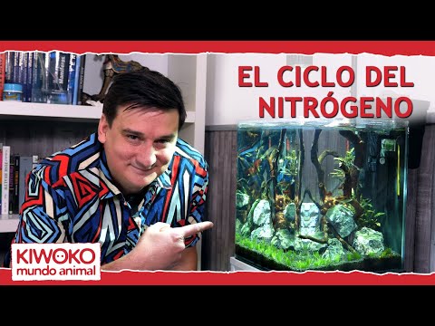 Video: Cómo mantener el ciclo de nitrógeno de un acuario