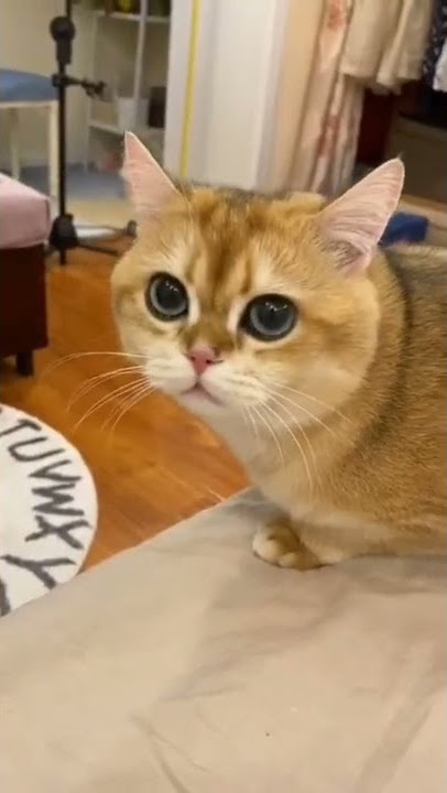 Suara kucing meong-meong#youtubeshorts