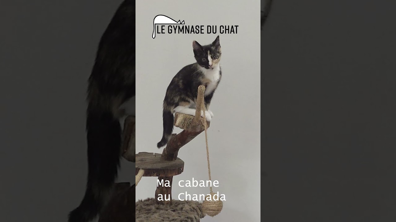 Cette fois, Venise teste "Ma cabane au Chanada"