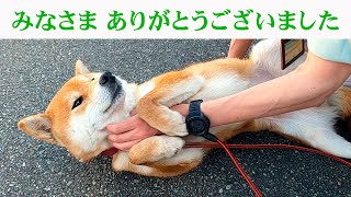 すべての柴犬の譲渡先が決まりました富山市保健所からのメッセージ