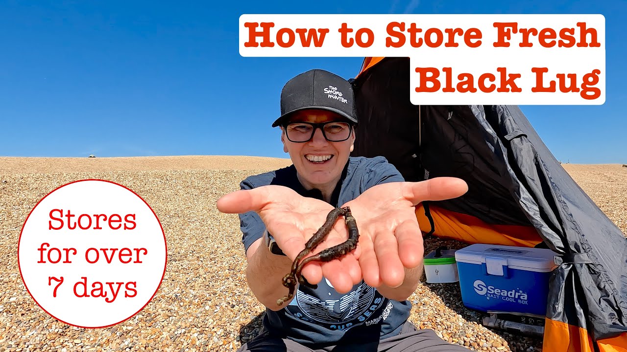 How to Store Fresh Black Lugworm