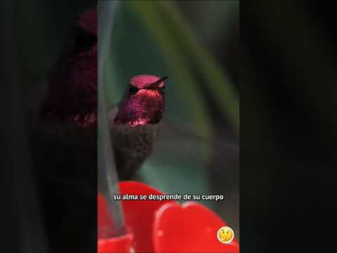 Video: ¿Por qué los colibríes entran en letargo?