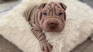 The 10 Wrinkly Dog Breeds That Will Melt Your Heart by Urban Side 11,011 views 3 years ago 5 minutes, 17 seconds