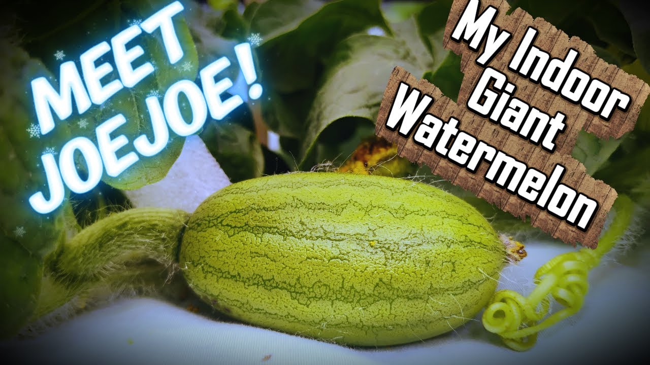 (2025) Зимний конкурс выращивания растений в помещении (эпизод 9) Опыление арбуза!