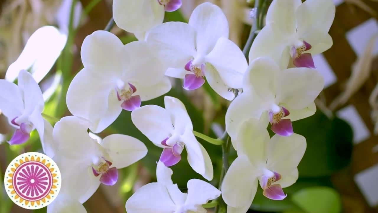 Relaxing Piano Music for Nature Relaxation with Orchids in Japanese Flower Garden/chill nature video